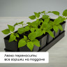 Набор для рассады: 12 стаканов (300 мл.) и поддон (43х18 см)